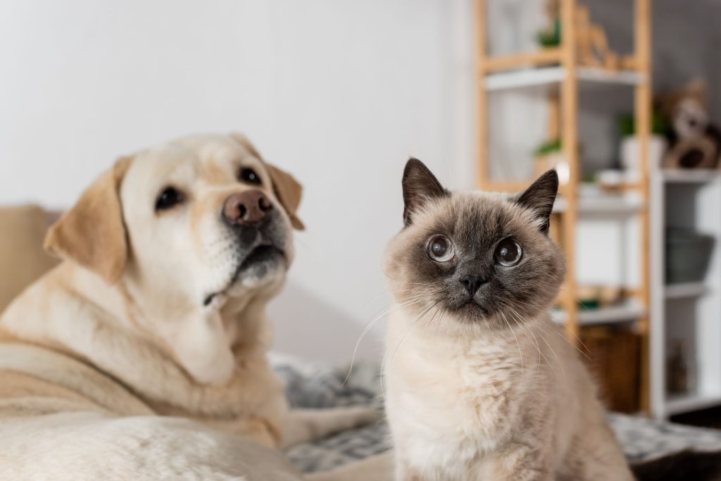 Um cão labrador e um gato siamês numa casa olhando para alguém.